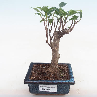 Kryty bonsai - Ficus retusa - ficus mały liść PB220159 - 1