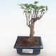 Kryty bonsai - Ficus retusa - ficus mały liść PB220159 - 1/2