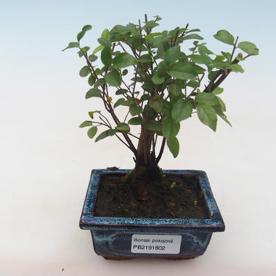 Kryty bonsai - Sagerécie thea - Sagerécie thea PB2191802 - 1