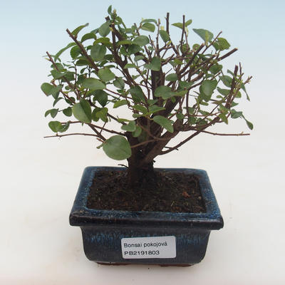 Kryty bonsai - Sagerécie thea - Sagerécie thea PB2191803 - 1