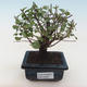 Kryty bonsai - Sagerécie thea - Sagerécie thea PB2191803 - 1/4