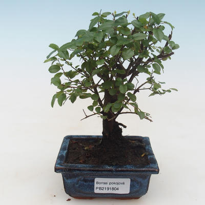 Kryty bonsai - Sagerécie thea - Sagerécie thea PB2191804 - 1