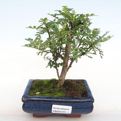 Kryty bonsai - Zantoxylum piperitum - Pieprz PB2201101 - 1