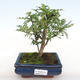 Kryty bonsai - Zantoxylum piperitum - Pieprz PB2201101 - 1/4