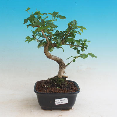 Pokój bonsai -Ligustrum chinensis - ligustr - 1
