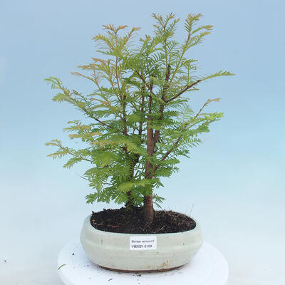Outdoor bonsai -Metasequoi - Chińska metasekwoja GLOSSY - 1