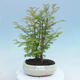 Outdoor bonsai -Metasequoi - Chińska metasekwoja GLOSSY - 1/3