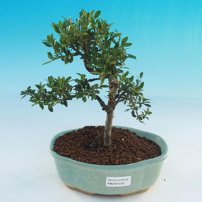 bonsai pokój - Ilex crenata - Holly - 1