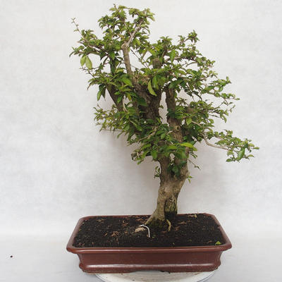 Bonsai do wnętrz - Cudrania equisetifolia - 1