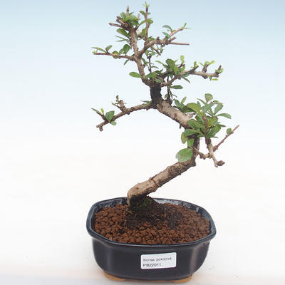Kryty bonsai - Carmona macrophylla - Tea fuki PB2211 - 1