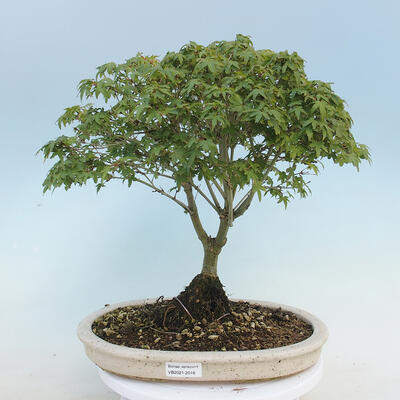 Acer palmatum KIOHIME - klon palmowy - 1