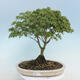 Acer palmatum KIOHIME - klon palmowy - 1/5