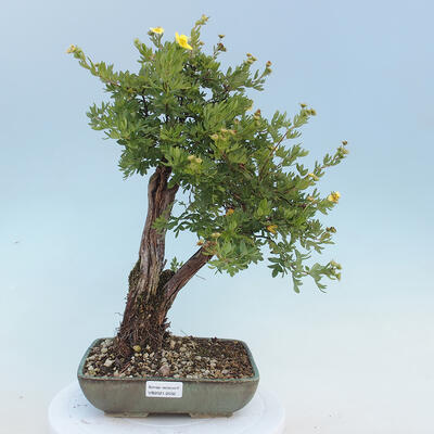 Outdoor bonsai-Pięciolistnik - Potentila fruticosa żółty - 1