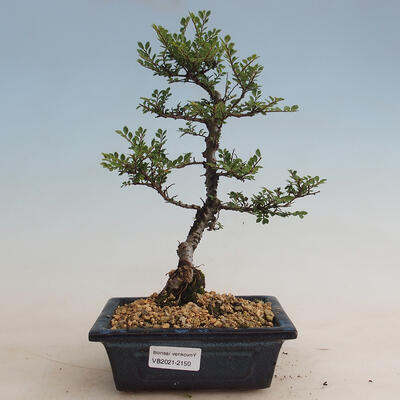 Bonsai outdoor - Ulmus parvifolia SAIGEN - Wiąz drobnolistny - 1
