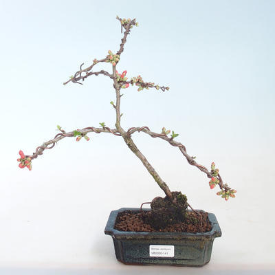 Outdoor bonsai - spec Chaenomeles. Rubra - Pigwa VB2020-141 - 1