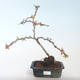 Outdoor bonsai - spec Chaenomeles. Rubra - Pigwa VB2020-141 - 1/3
