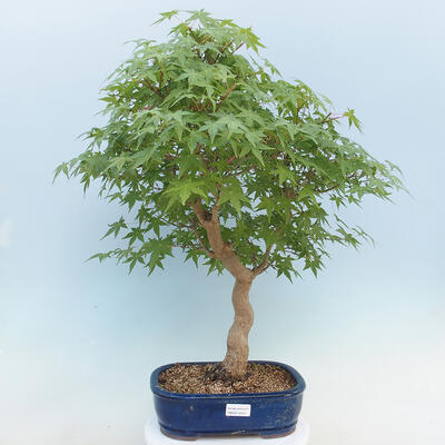 Acer palmatum - klon palmowy - 1