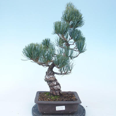 Pinus parviflora - Sosna drobnokwiatowa VB2020-135 - 1
