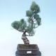 Pinus parviflora - Sosna drobnokwiatowa VB2020-135 - 1/3