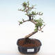 Kryty bonsai - Carmona macrophylla - Tea fuki PB2211 - 1/5