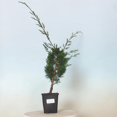Kryty bonsai - Zantoxylum piperitum - Drzewo pieprzowe - 1
