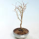 Outdoor bonsai - Prunus in Kojonno mai-Slivio - Śliwka VB2020-160 - 1/2