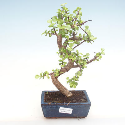 Kryty bonsai - Portulakaria Afra - Thicket PB220315 - 1