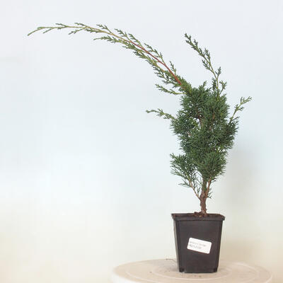 Outdoor bonsai - Juniperus chinensis Kishu - chiński jałowiec