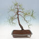 Bonsai ogrodowe - Pinus sylvestris - sosna zwyczajna - 1/4