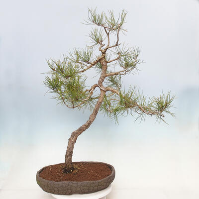Bonsai ogrodowe - Pinus sylvestris - sosna zwyczajna - 1