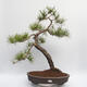 Bonsai ogrodowe - Pinus sylvestris - sosna zwyczajna - 1/5