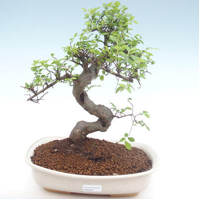 Kryty bonsai - Ulmus parvifolia - Wiąz mały liść PB22021 - 1