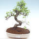 Kryty bonsai - Ulmus parvifolia - Wiąz mały liść PB22021 - 1/3