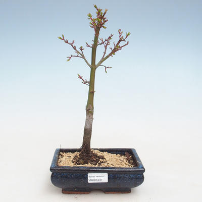 Outdoor bonsai - Acer palmatum SHISHIGASHIRA- Mały klon VB2020-247 - 1