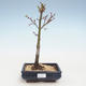 Outdoor bonsai - Acer palmatum SHISHIGASHIRA- Mały klon VB2020-247 - 1/3