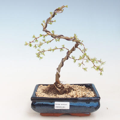 Outdoor bonsai - Larix decidua - Modrzew europejski VB2020-261