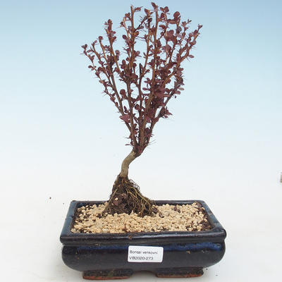 Outdoor bonsai - Berberis thunbergii Atropurpureum - Barberry VB2020-273 - 1