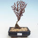 Outdoor bonsai - Berberis thunbergii Atropurpureum - Barberry VB2020-273 - 1/2