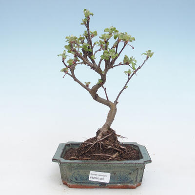Outdoor bonsai - Malus halliana - Małe jabłko VB2020-281 - 1