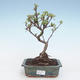 Outdoor bonsai - Malus halliana - Małe jabłko VB2020-281 - 1/4