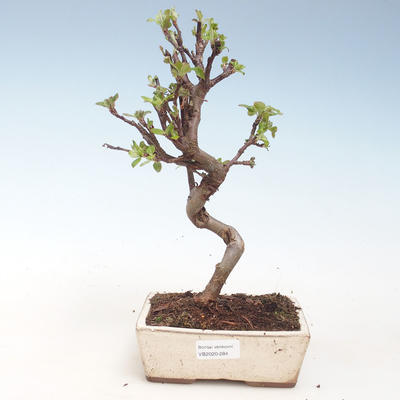 Outdoor bonsai - Malus halliana - Small Apple VB2020-284 - 1