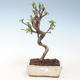 Outdoor bonsai - Malus halliana - Small Apple VB2020-284 - 1/4
