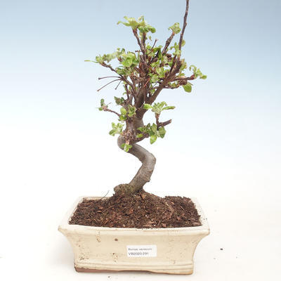 Outdoor bonsai - Malus halliana - Small Apple VB2020-291 - 1