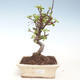 Outdoor bonsai - Malus halliana - Small Apple VB2020-291 - 1/4