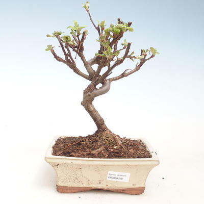 Outdoor bonsai - Malus halliana - Small Apple VB2020-292 - 1
