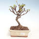 Outdoor bonsai - Malus halliana - Small Apple VB2020-292 - 1/4