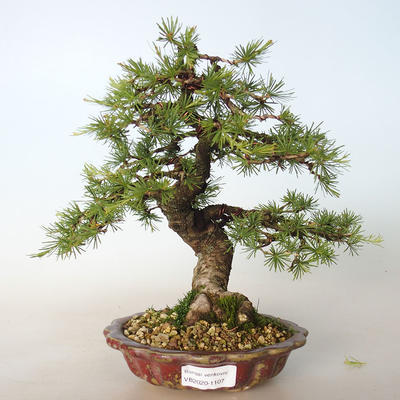 Outdoor bonsai - Larix decidua - Modrzew - 1