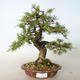 Outdoor bonsai - Larix decidua - Modrzew - 1/5