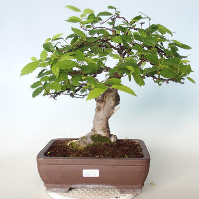 Outdoor bonsai - Zelkova - 1