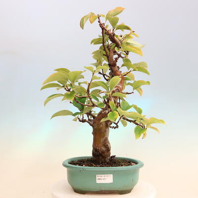 Outdoor bonsai - Pseudocydonia sinensis - Pigwa chińska - 1